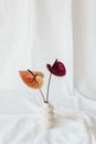 Anthurium Flowers on White Vase