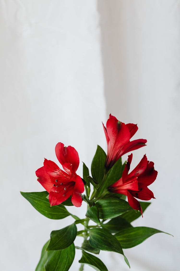 Red Flowers On Single Stem
