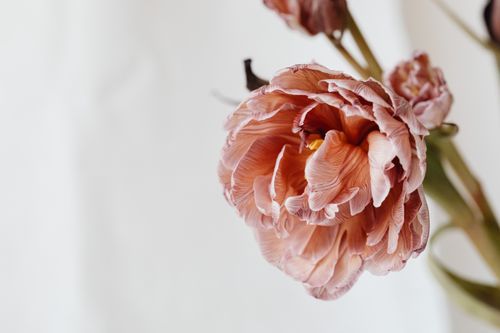 Free Delicate pink rose in bloom, captured in detail against a soft white background. Perfect for floral-themed projects. Stock Photo