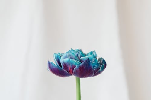 Blue Flower on White Background