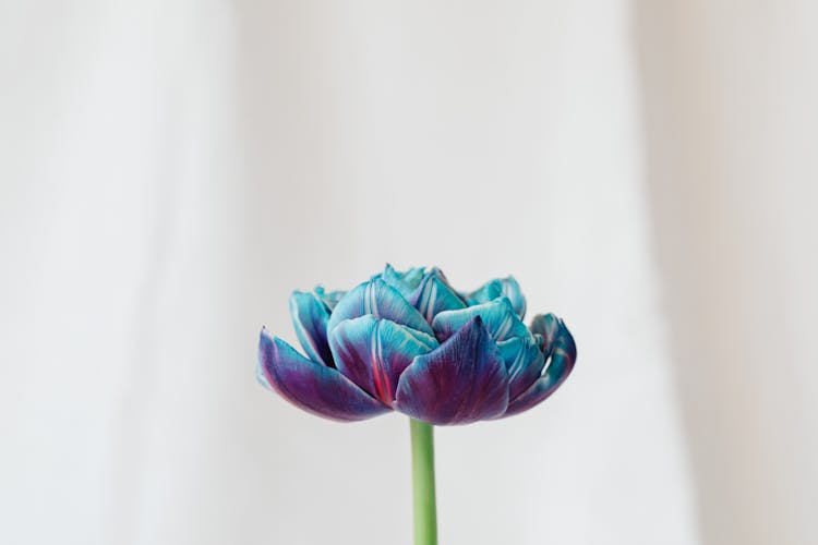 Blue Flower On White Background