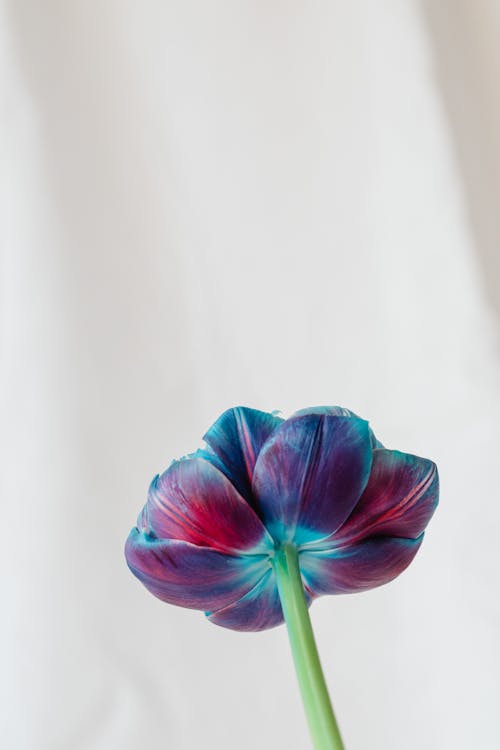 Ücretsiz bitki örtüsü, çiçekli, dikey atış içeren Ücretsiz stok fotoğraf Stok Fotoğraflar