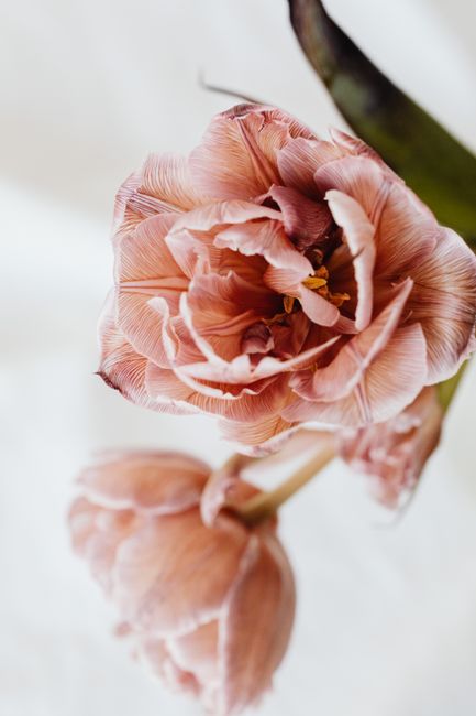 Delicate pink tulips captured up close against a soft white background, showcasing their detailed petals.