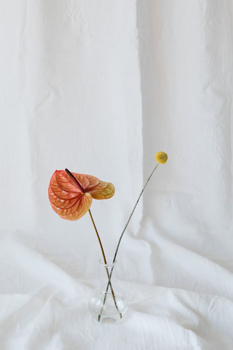 A Painters Palette Flower On A Glass Vase