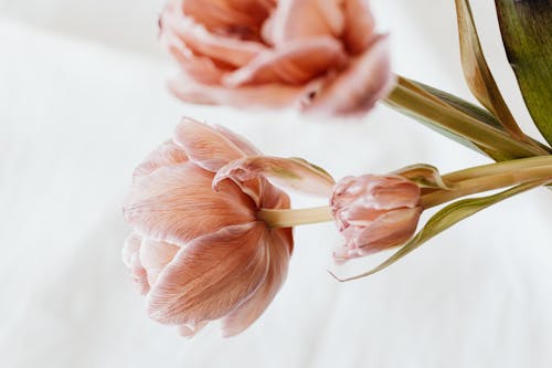 Close-Up Shot of Pink Flowers in Bloom