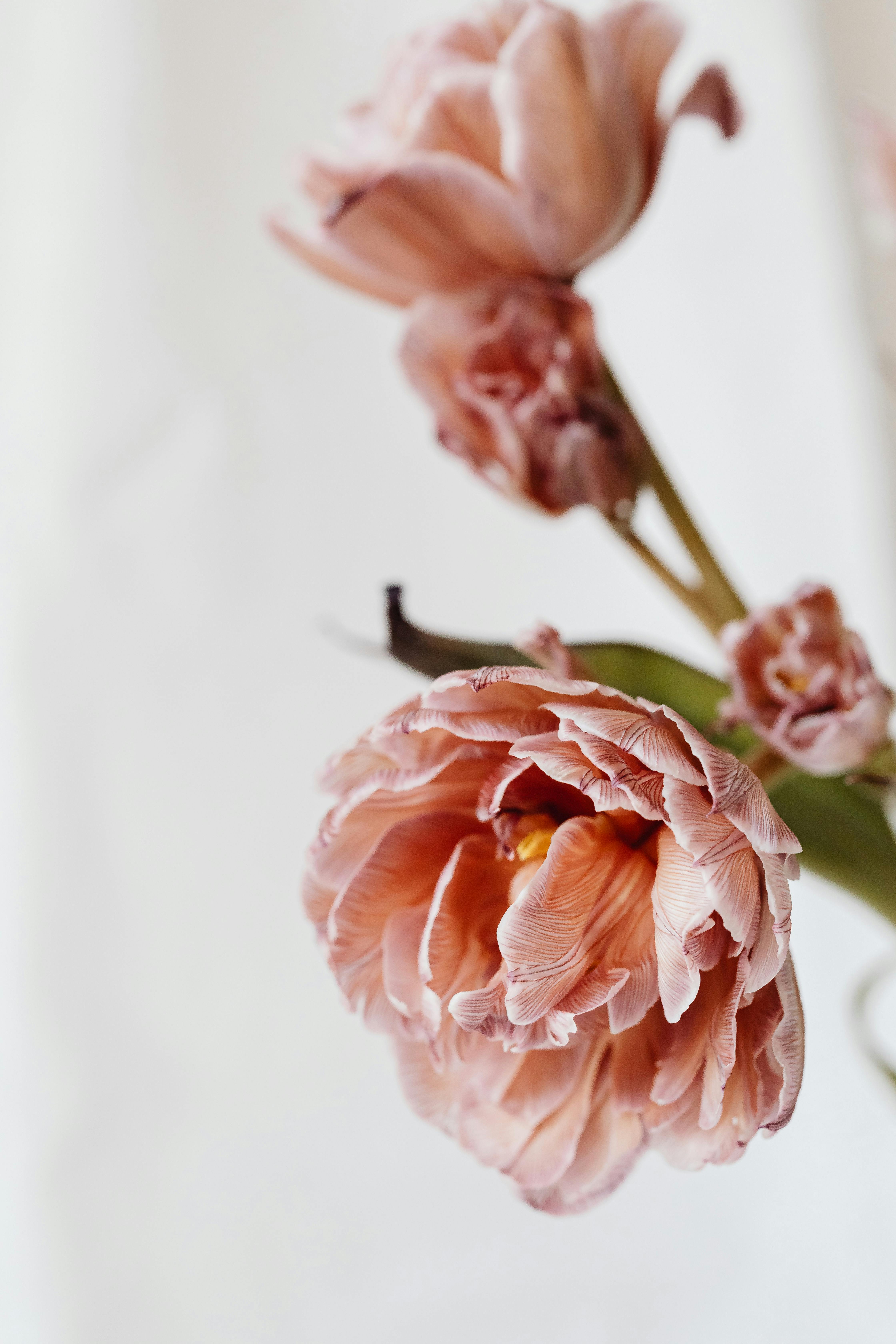 Beautiful close-up of soft pink peonies with delicate petals indoors, perfect for floral decor.
