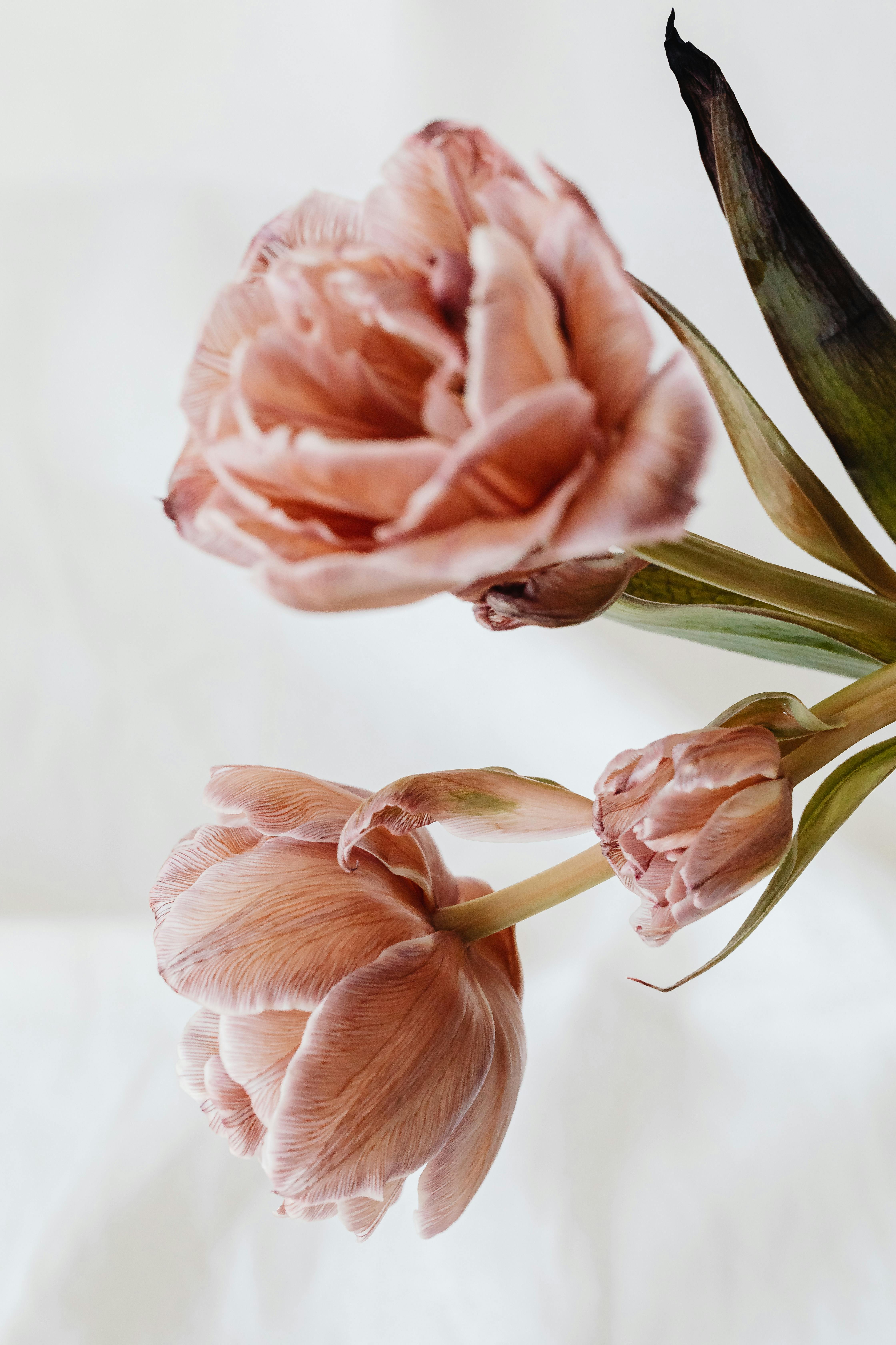Delicate pink flowers blooming against a soft, blurred background, offering a sense of tranquility.