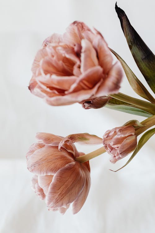 Close-Up Shot of Pink Flowers in Bloom