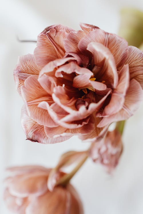 Foto d'estoc gratuïta de creixement, delicat, flor rosa