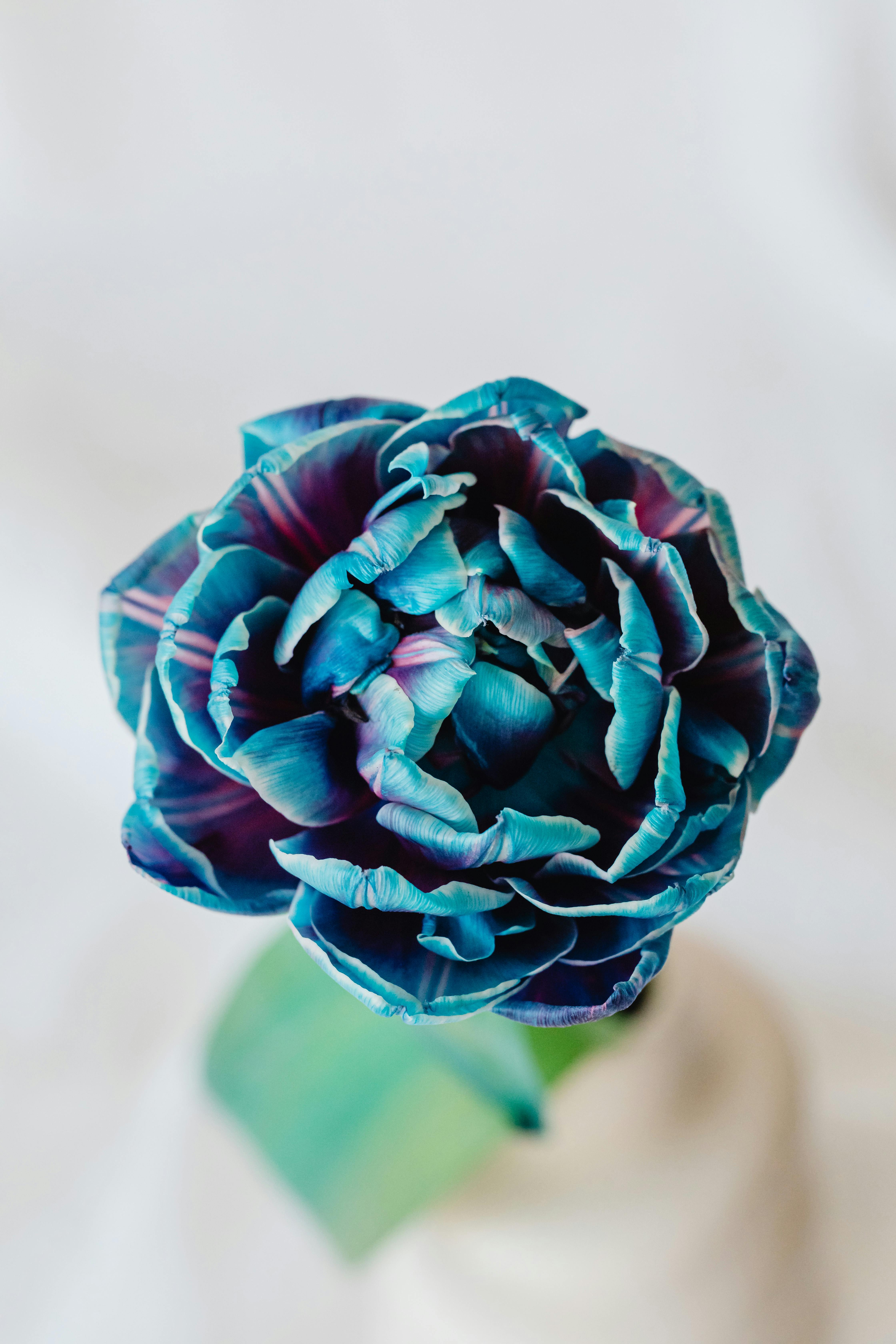 Detailed top view of a vibrant blue and purple flower with delicate petals indoors.