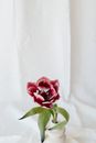 Pink Rose on White Textile