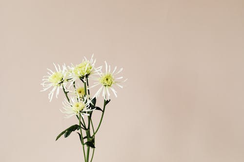 A Blooming Chrysanthemum Flowers