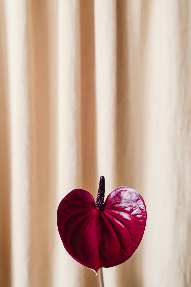 Photo Of A Red Leaf