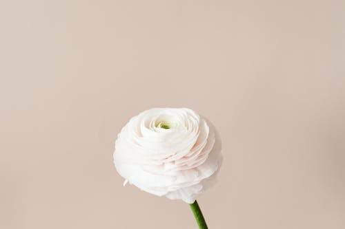 Gratis lagerfoto af blomstermotiv, blomstrende, delikat