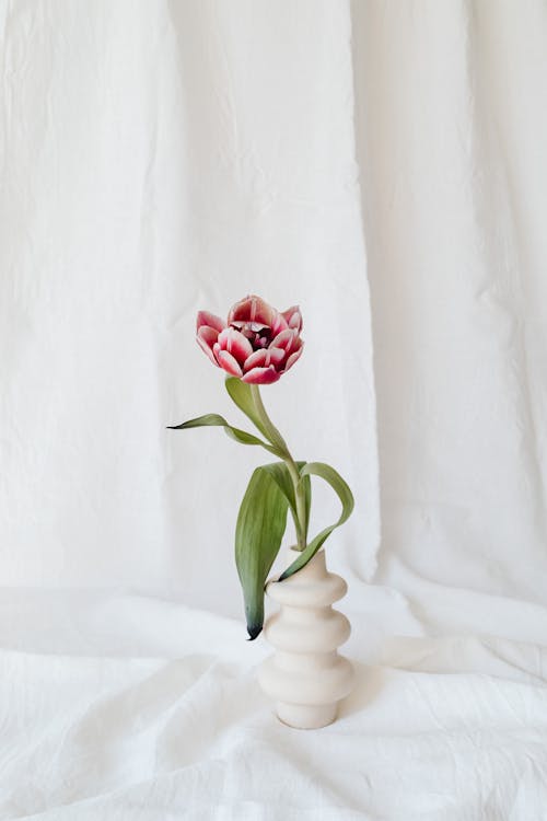 A Tulip in the White Vase 