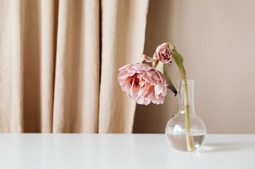 Free A Pink Flower on a Clear Glass Vase Stock Photo