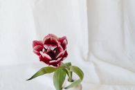 Free stock photo of flower, love, romance