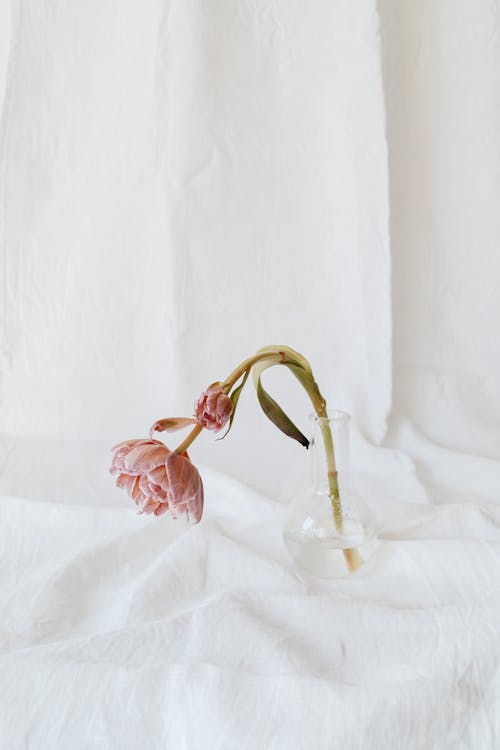 Free A Pink Flower on a Glass Vase Stock Photo