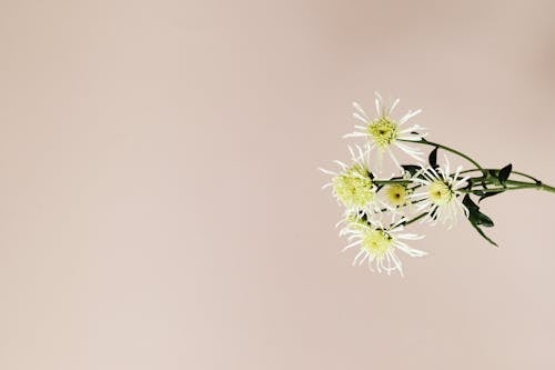 Free A Chrysanthemum Flowers in Full Bloom Stock Photo