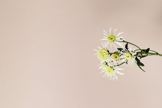 Artistic minimalist photo of white chrysanthemums on a beige background, perfect for modern decor.