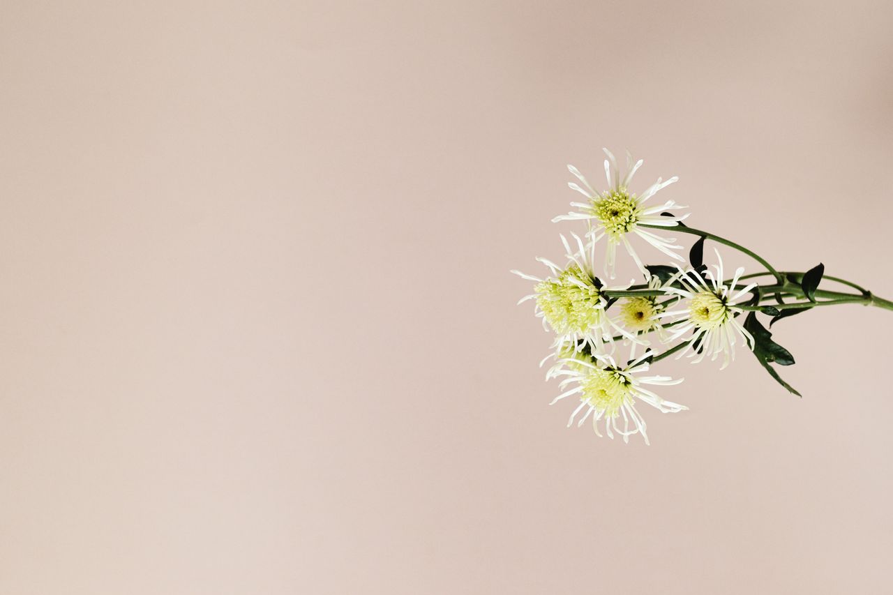 artistic minimalist photo of white chrysanthemums on a beige backgroun