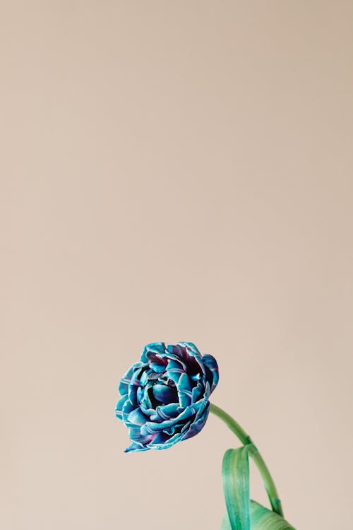 Beautiful Blue Peony Flower