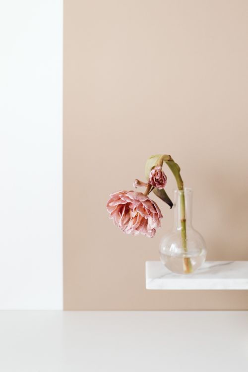 Free Elegant still life photo of a pink flower in a clear vase on a neutral background. Stock Photo