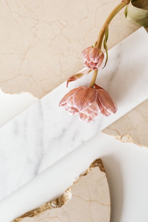 Free A single pink tulip elegantly placed on a textured marble surface, exuding simplicity and charm. Stock Photo