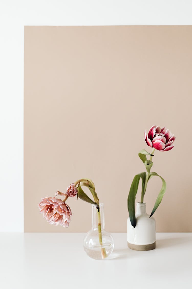 Wilted Tulip And Fresh Flower In Vases