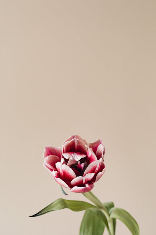 Pink Tulip on Pink Background