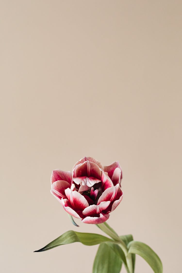 Pink Tulip On Pink Background