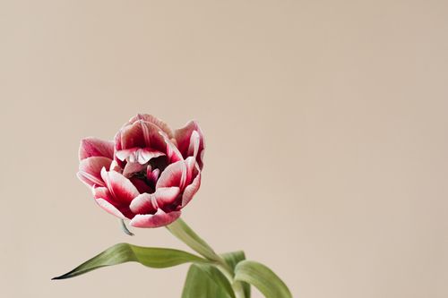 Free A close-up of a delicate pink and white tulip flower with soft petals contrasting beautifully against a neutral beige background. Stock Photo