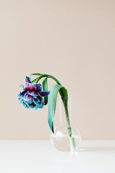 A beautiful blue flower in a clear glass vase, set against a minimalist background, exuding elegance and simplicity.