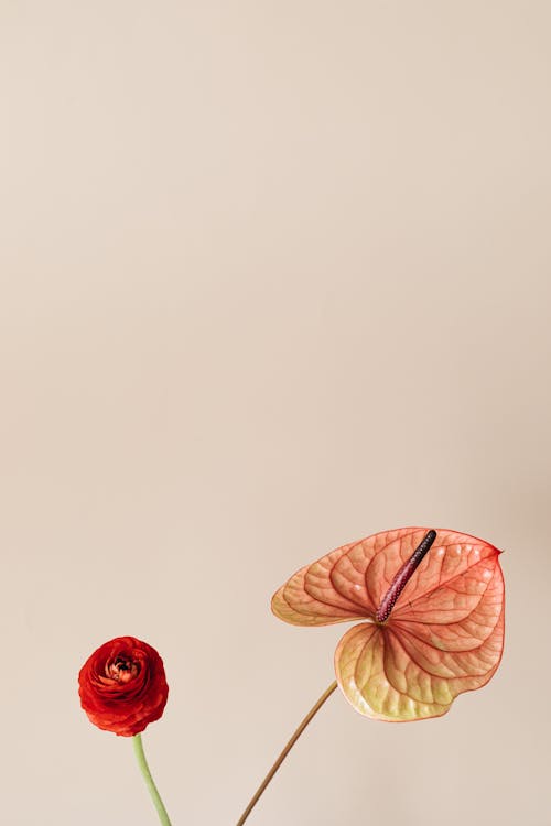 Two Blooming Flowers Against a Beige Background