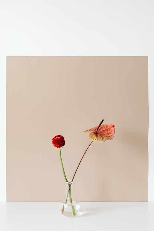 Studio Shot of Two Blooming Flowers in a Vase