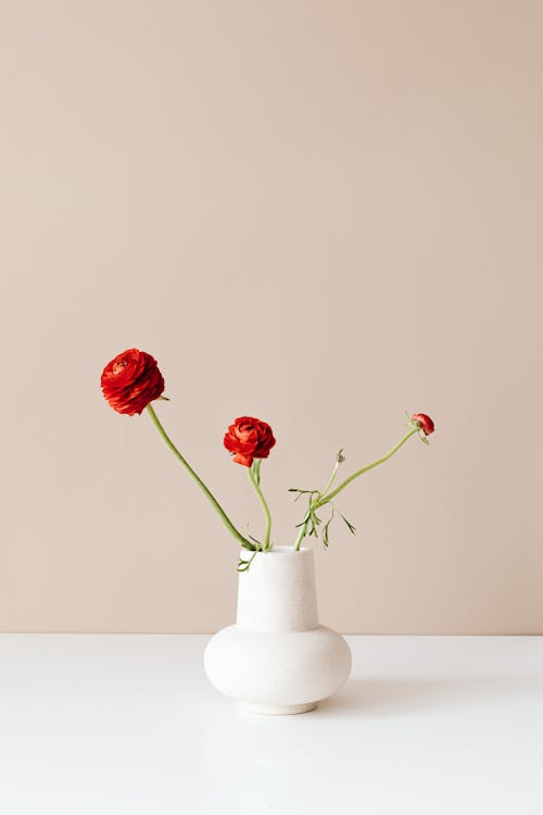 Gratis stockfoto met bloemen, decoratie, eenvoud