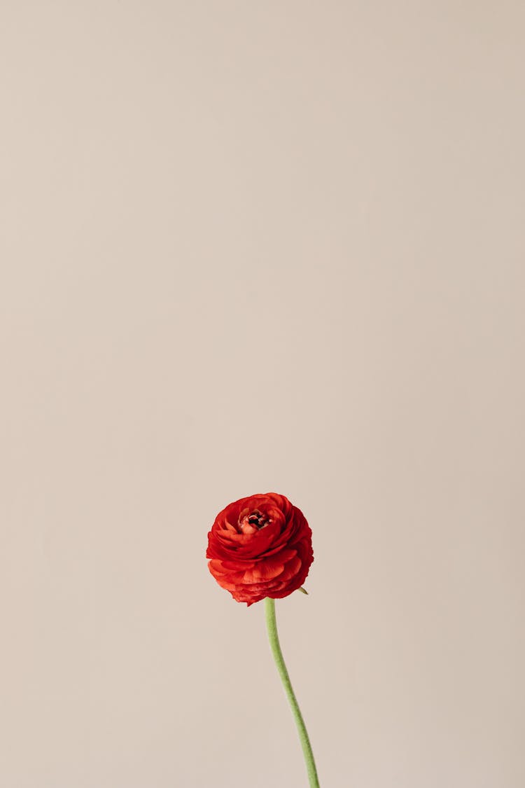 Red Flower On Green Stem