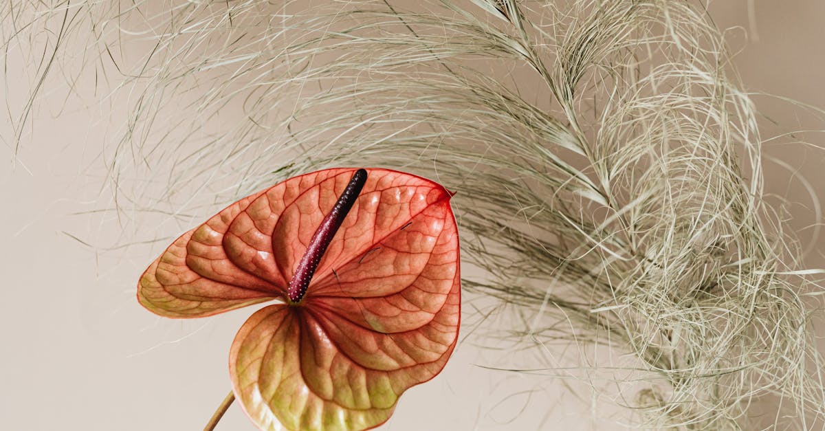 How to dry oregano leaves naturally