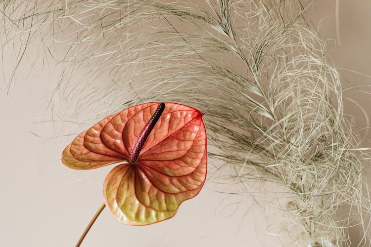 Pink And Yellow Anthurium Flower And Dried Leaves