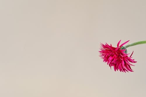 Free Flower in Magenta Color Stock Photo