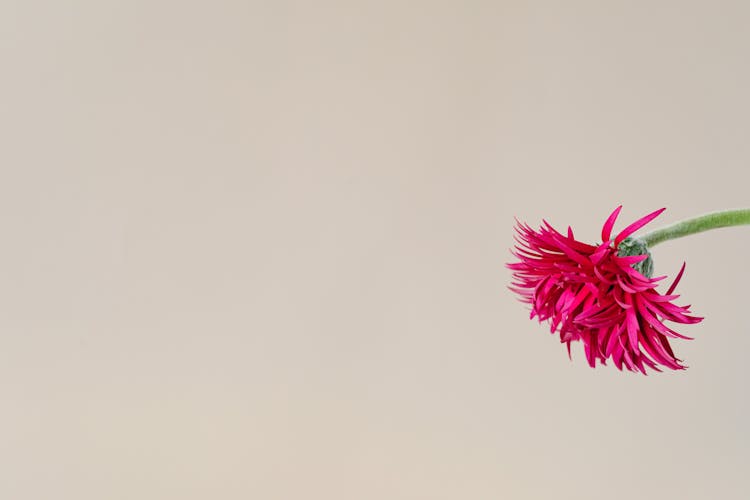 Flower In Magenta Color