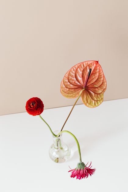 Minimalist anthurium arrangement by kaboompics.com on Pexels