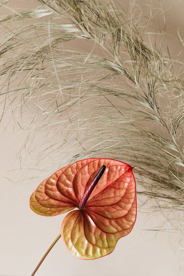 Pink And Yellow Anthurium Flower Beside Dried Leaves