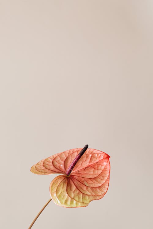 Anthurium Flower on Beige Background