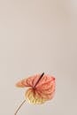 Anthurium Flower on Beige Background