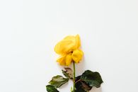 A Yellow Flower on a White Background