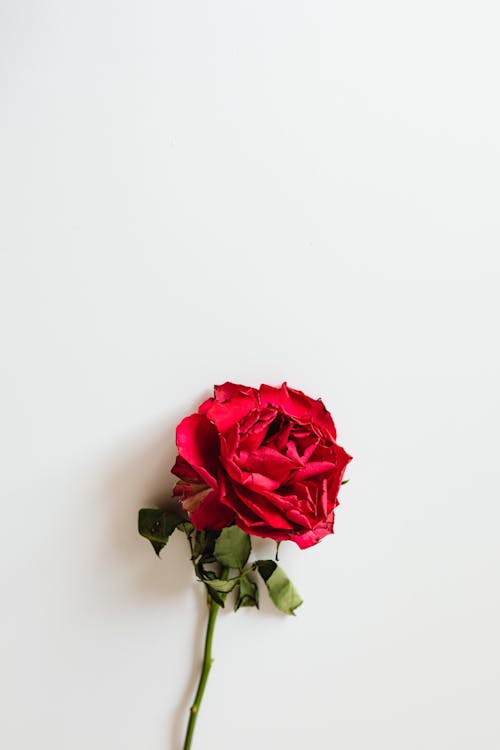 A Red Rose on White Surface