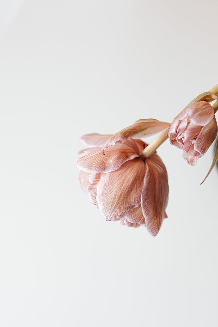 Pink Flower And Bud On White Background