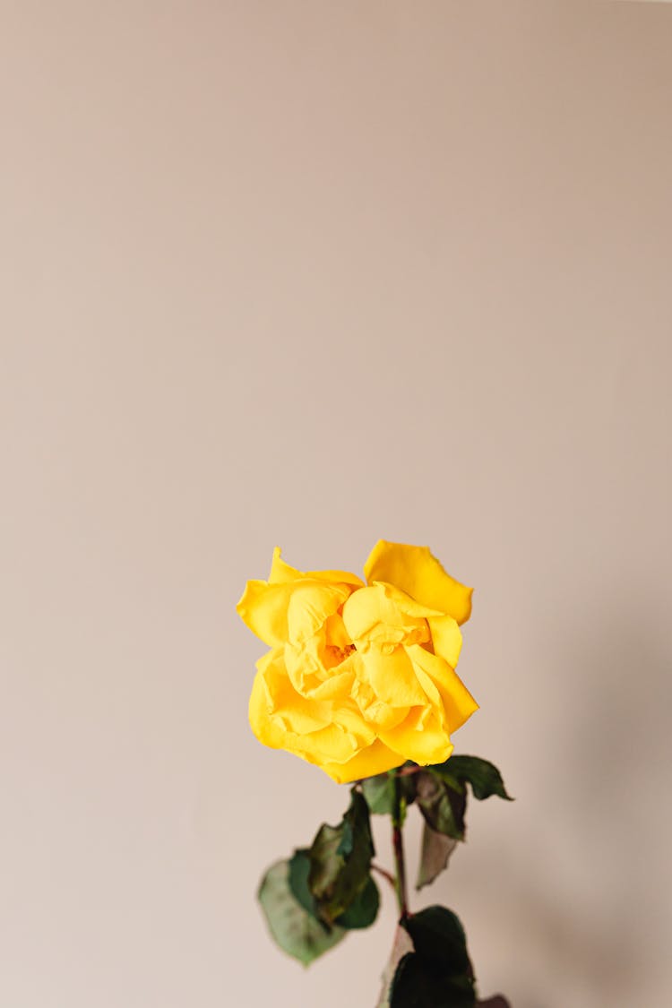 Yellow Rose On Pink Background