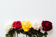 Assorted Colors of Roses